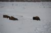Filename=DSC_0846_01.jpg
Filesize=624KiB
Dimensions=4640x3080
Date added=Jan 06, 2016 DSC_0846_01.jpg